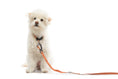 Load image into Gallery viewer, Locking Martingale Collar