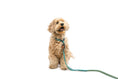 Load image into Gallery viewer, Locking Martingale Collar