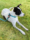 Load image into Gallery viewer, Locking Martingale Collar