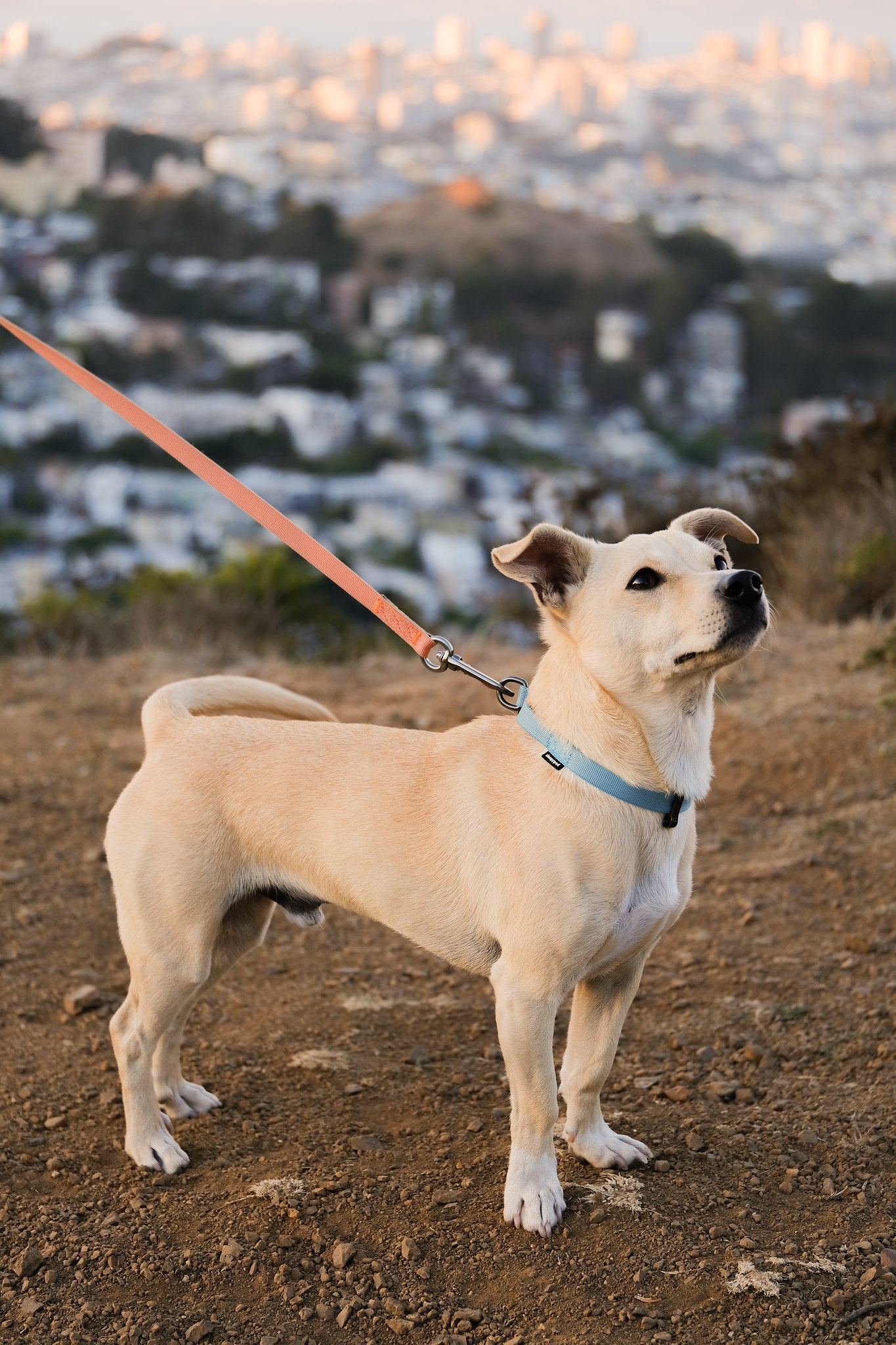 Locking Martingale Collar