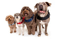 Load image into Gallery viewer, Martingale Calming Harness for dogs
