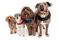 Load image into Gallery viewer, Martingale Calming Harness for dogs
