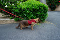 Load image into Gallery viewer, (strawberry red mesh)
