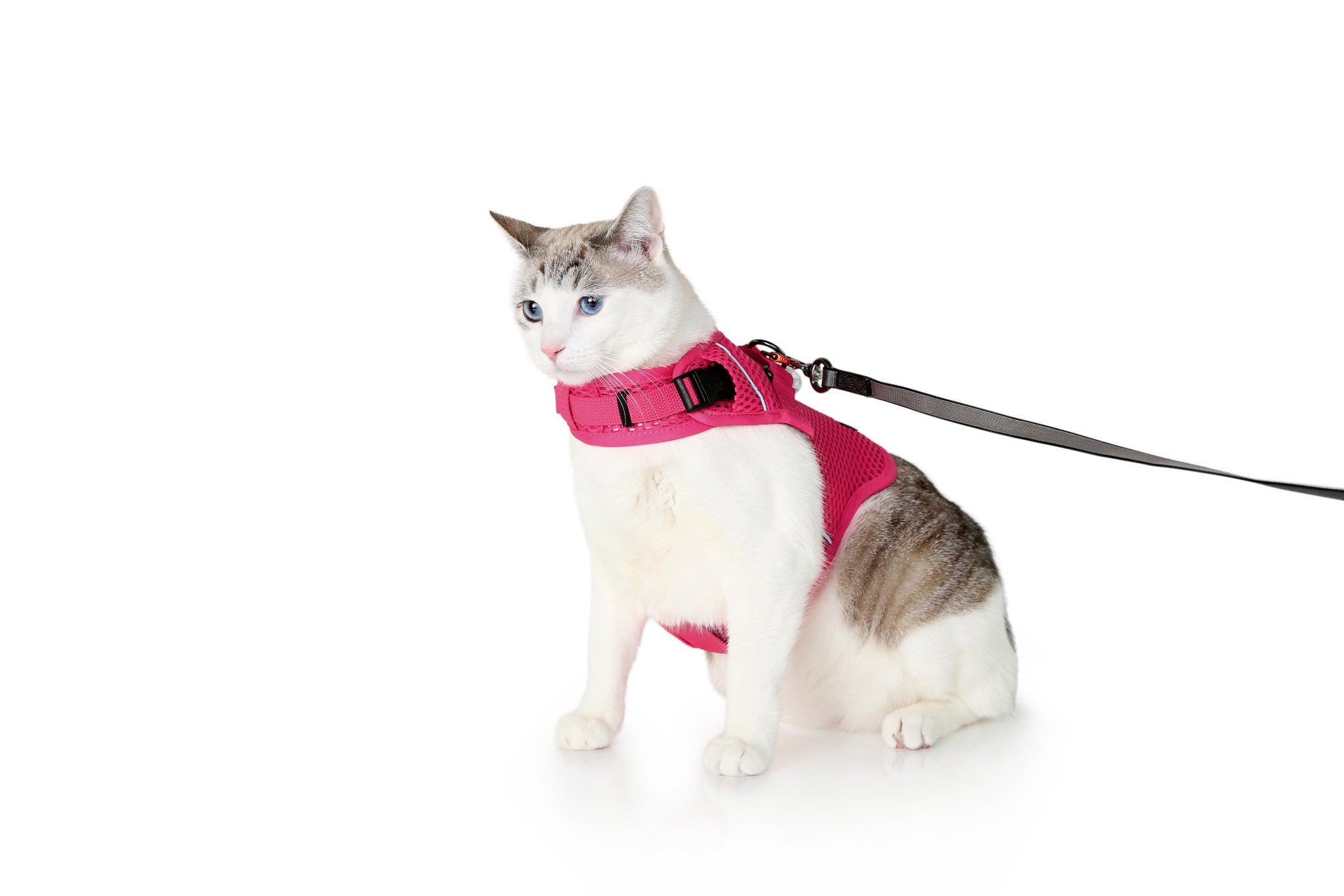 Martingale Calming Harness for cats