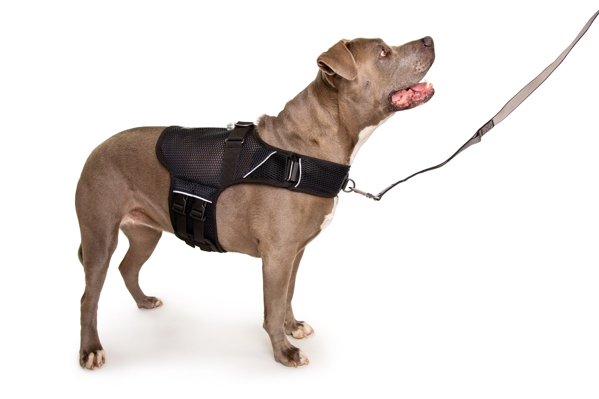 Martingale Calming Harness for dogs