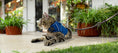 Load image into Gallery viewer, (midnight blue mesh)
