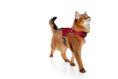 Load image into Gallery viewer, (strawberry red mesh)