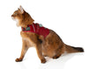 Load image into Gallery viewer, (strawberry red mesh)