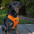 Load image into Gallery viewer, (Orange Dream)