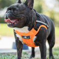 Load image into Gallery viewer, (Orange Dream)