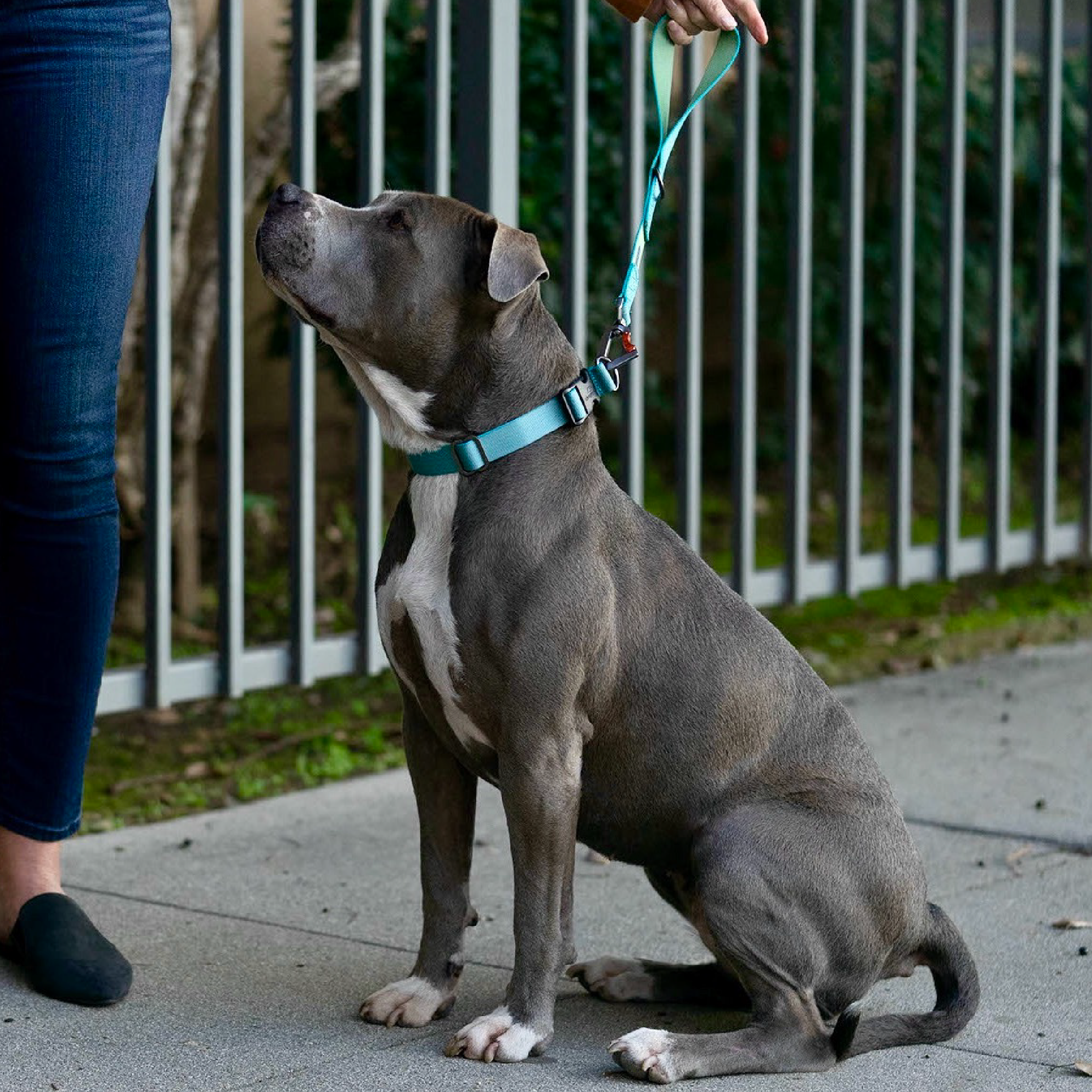 Traffic Leash