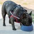 Load image into Gallery viewer, Yummy Travel Bowls