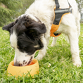 Load image into Gallery viewer, Yummy Travel Bowls