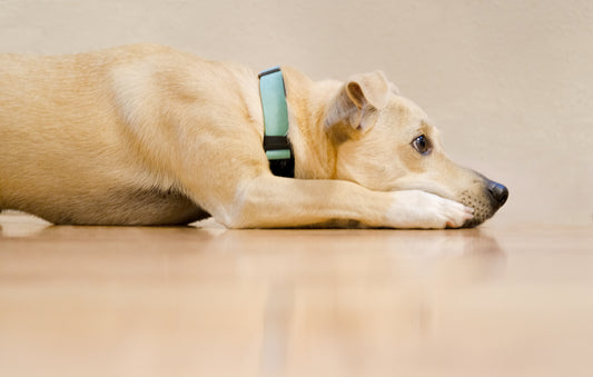 Comfort Suede Dog Collar