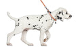 Load image into Gallery viewer, Locking Martingale Collar