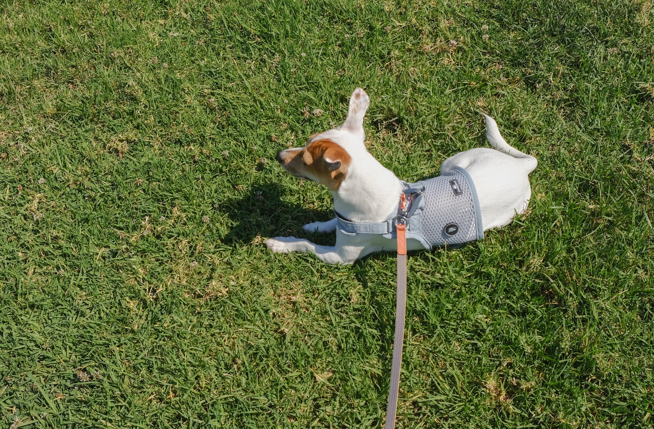 Slim Leash