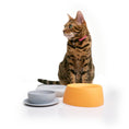 Load image into Gallery viewer, Yummy Travel Bowls
