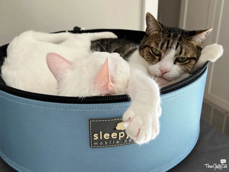 Tips for Acclimating Your Cat to a Carrier