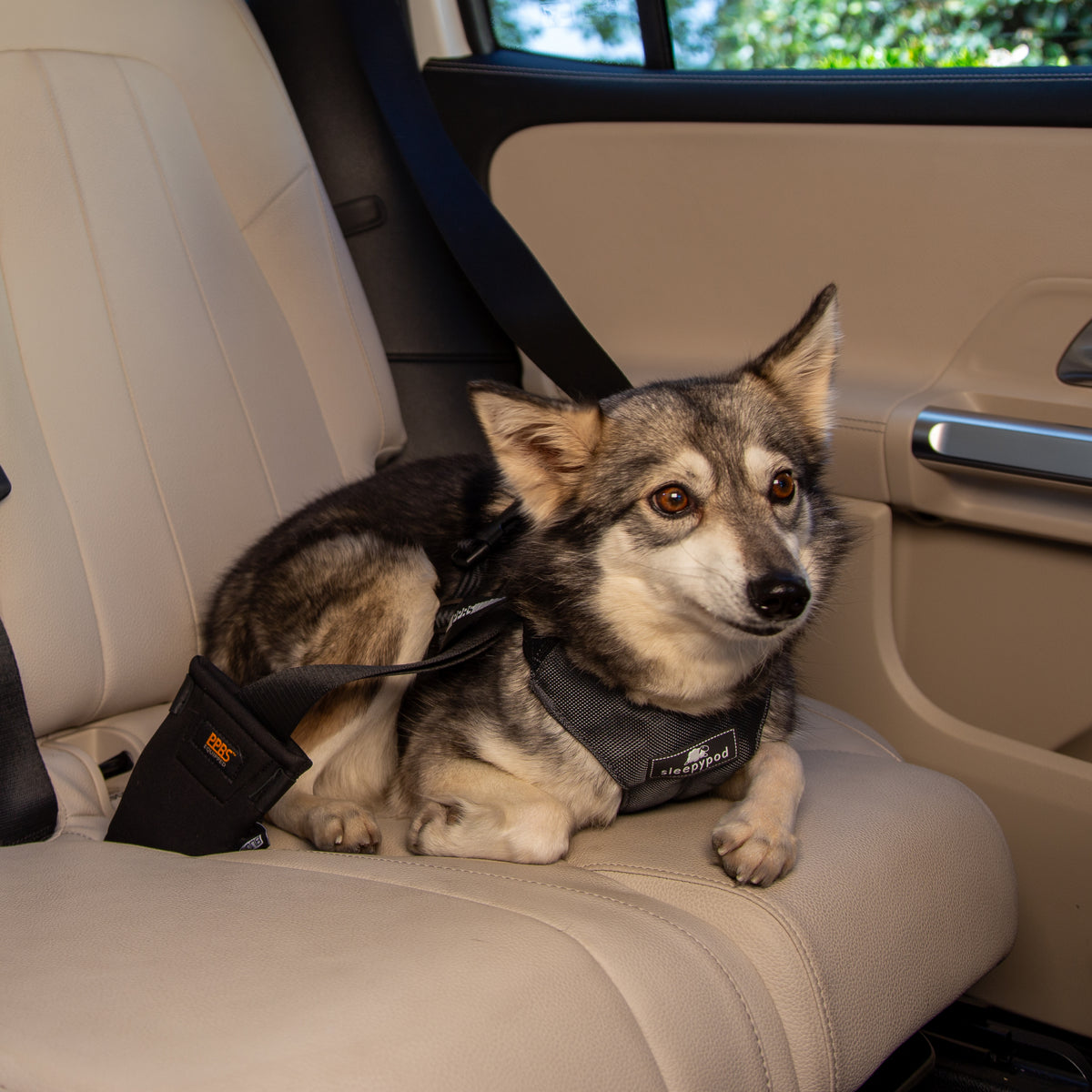 Clickit Sport Plus - Certified Dog Safety Car Harness – Sleepypod