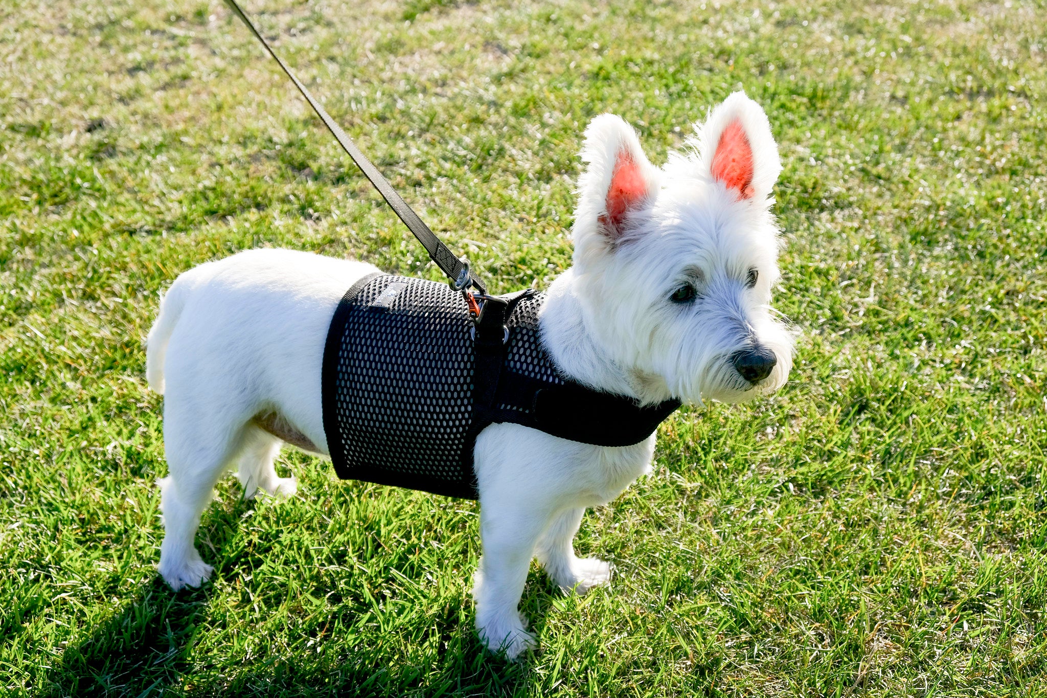 Martingale Dog Harness