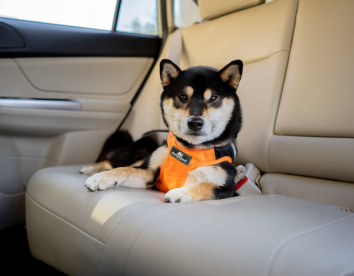 Shiba inu secured with a vehicle safety harness on a car seat