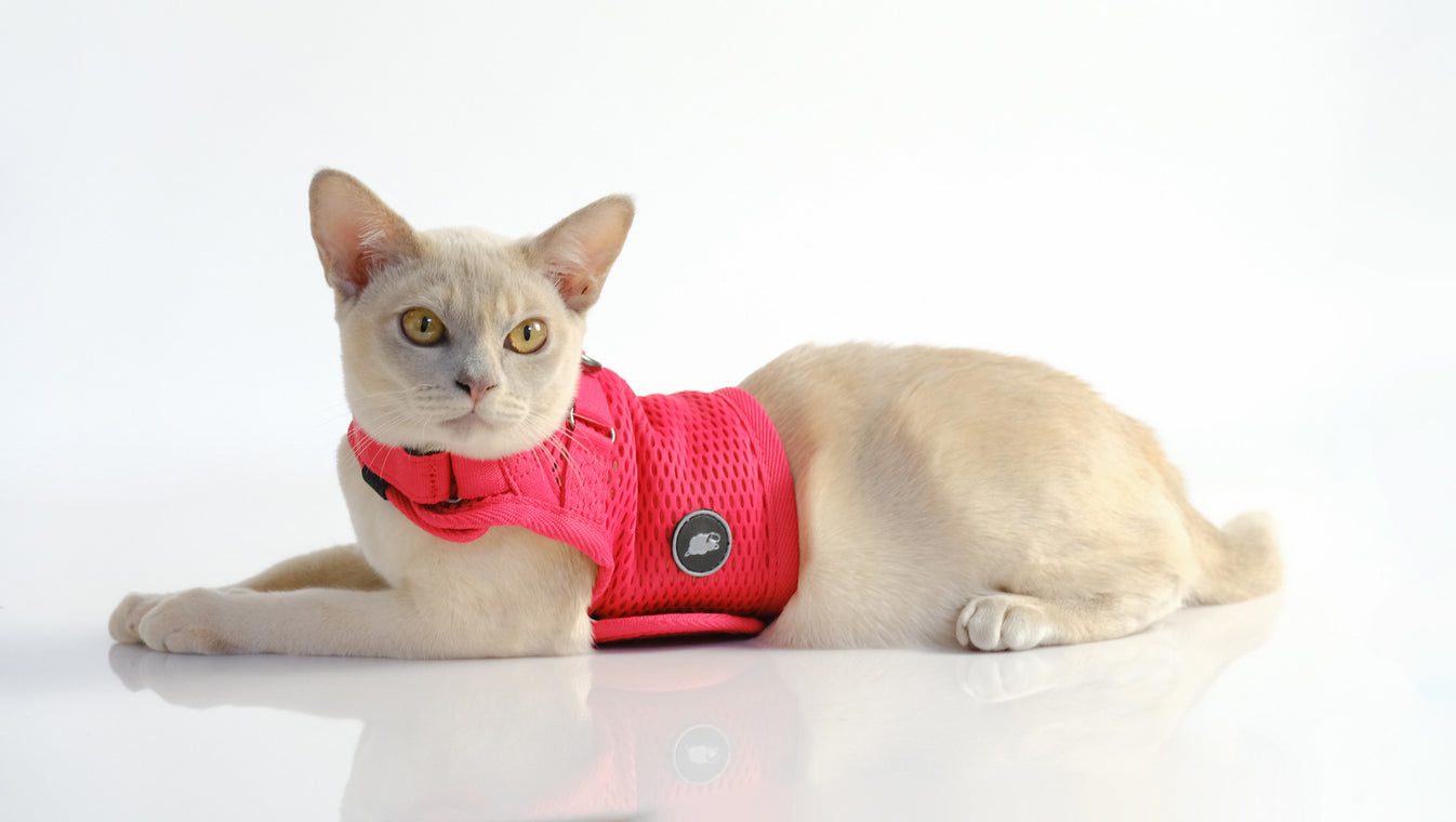 Martingale Cat Harness Sleepypod