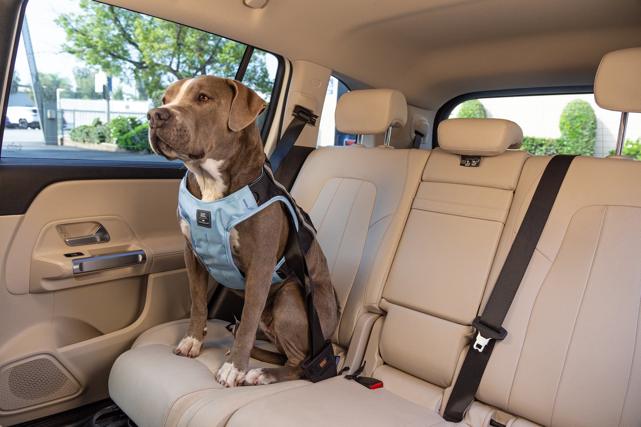 Sleepypod dog fashion seat belt