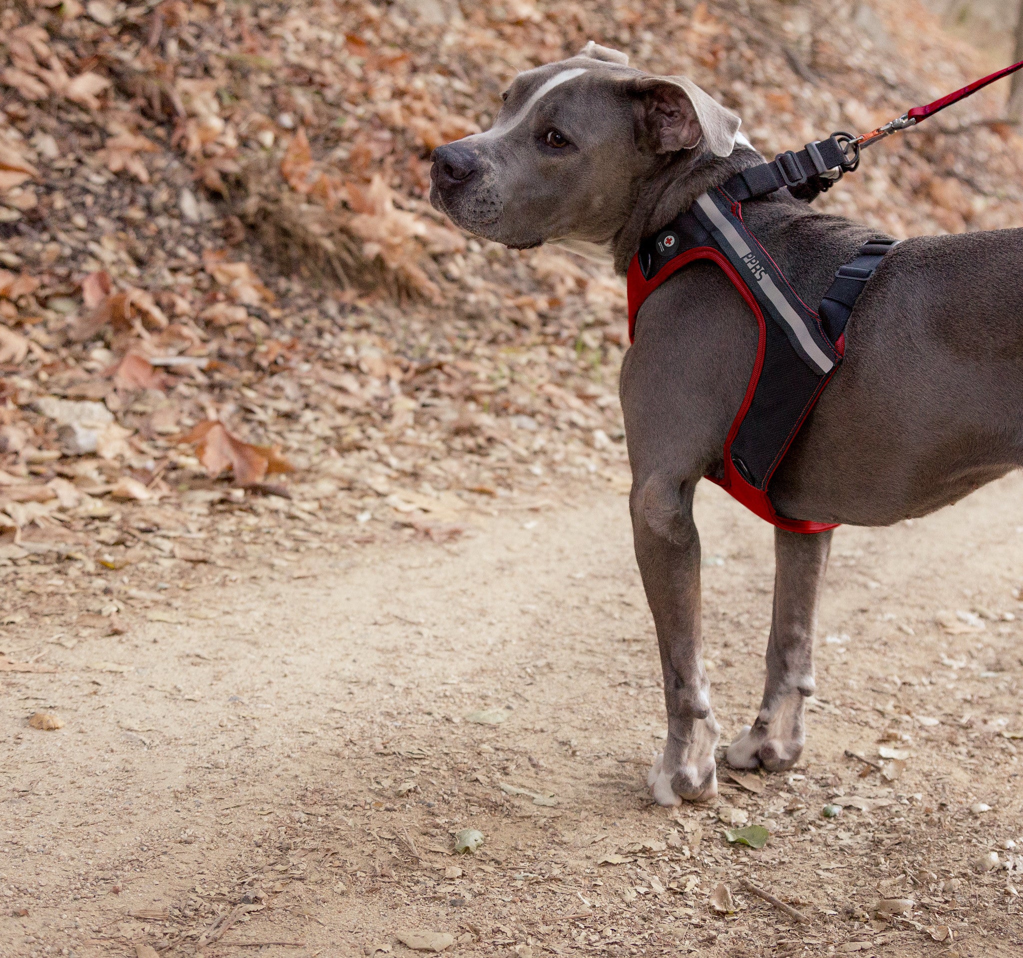 Journey dog harness fashion