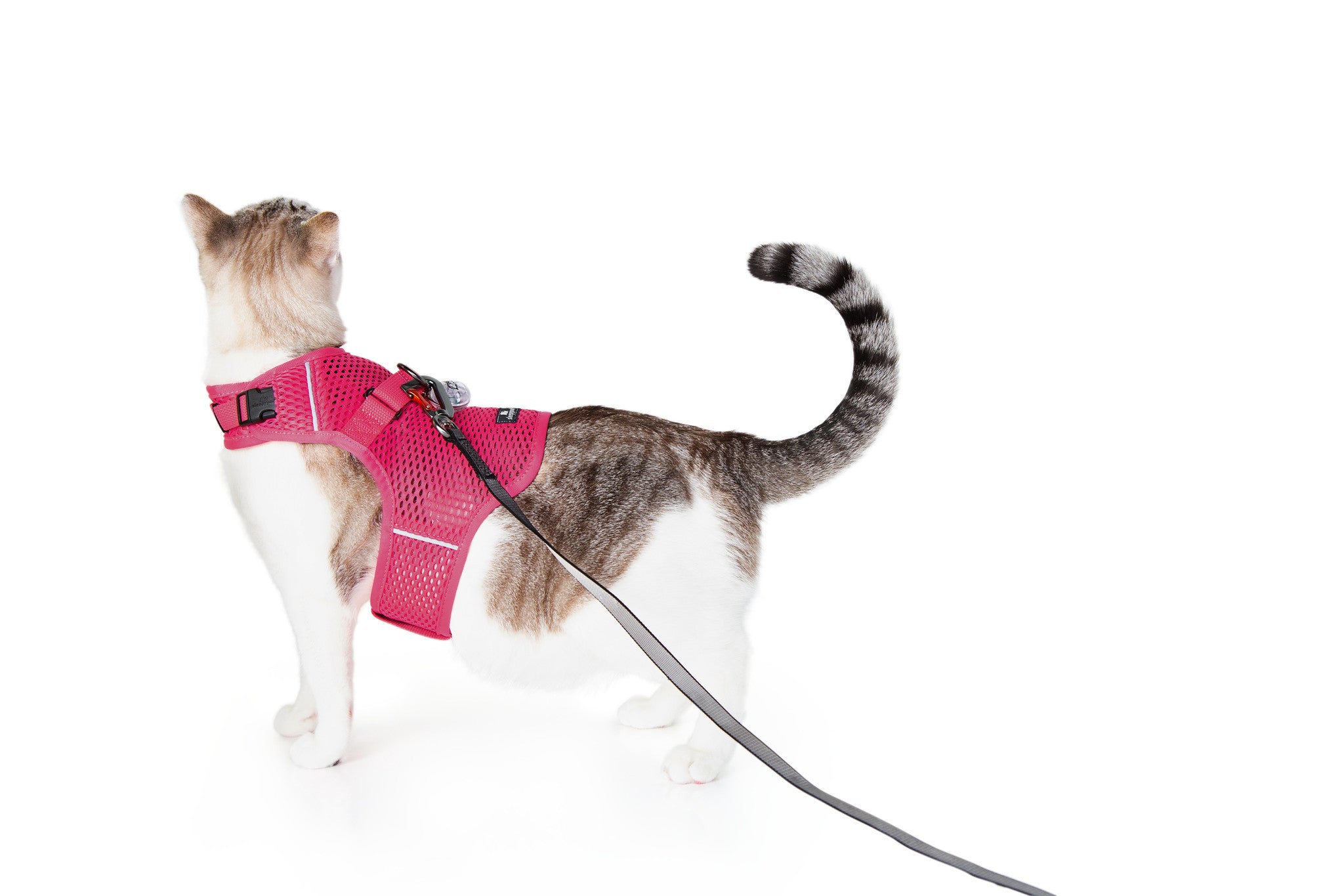 Cat halter leash hotsell