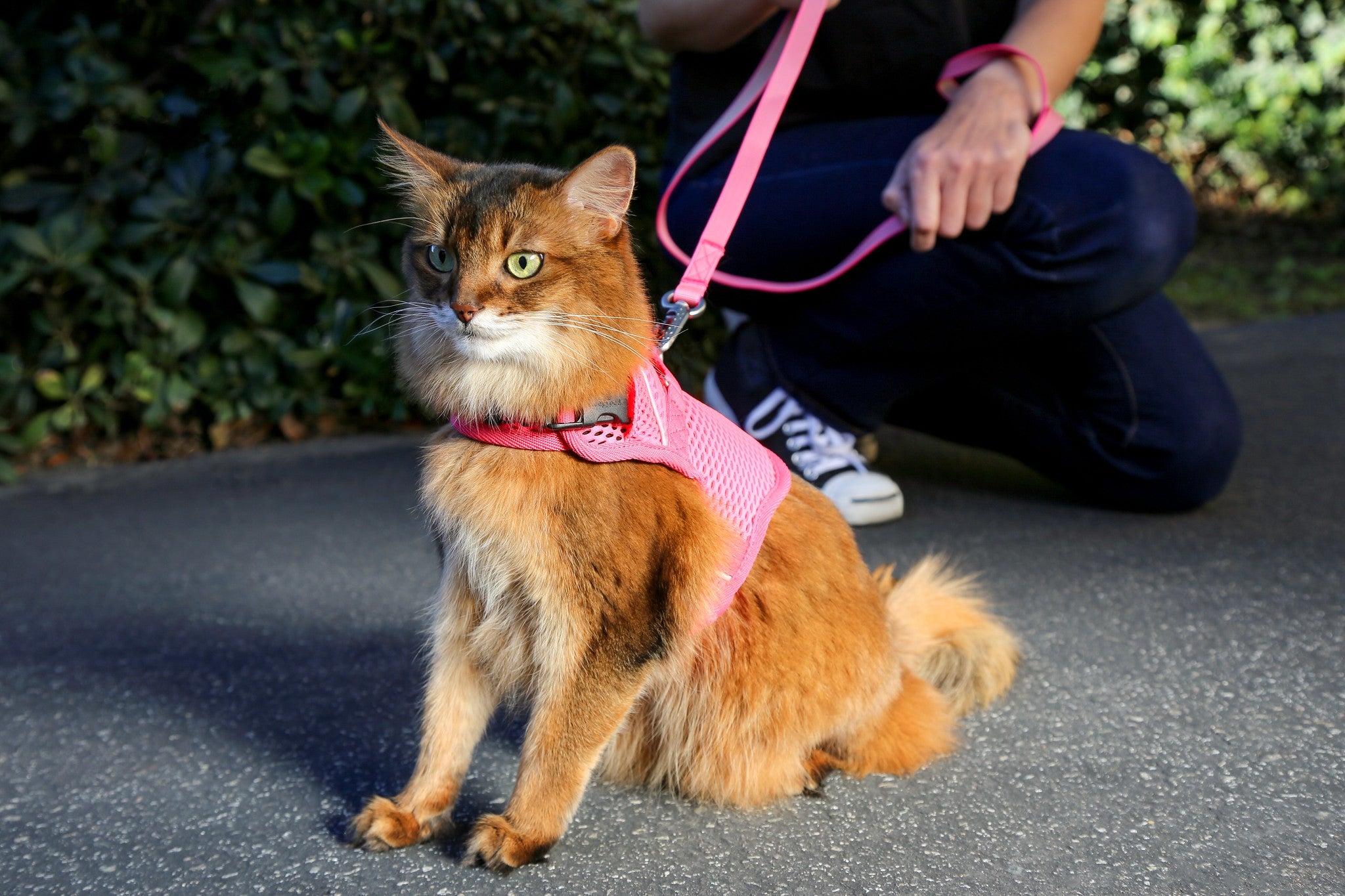 Martingale Calming Harness for cats