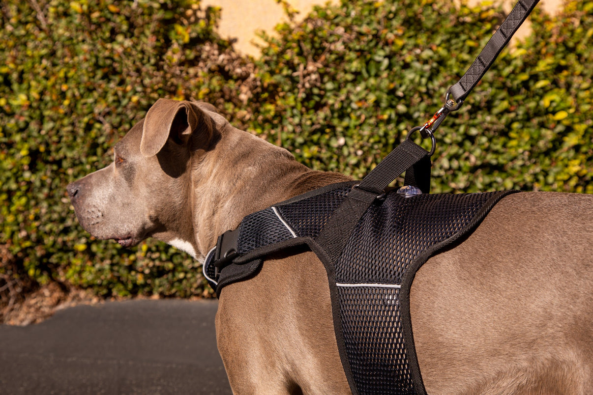 Martingale Calming Harness For Dogs Sleepypod martingale-calming-harness-for-dogs-sleepypod