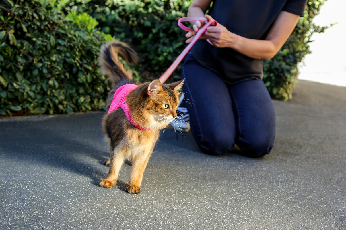 Calming Cat Harness Reference: Martingale Calming Harness For Cats