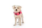 (pink peony mesh)