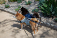 Load image into Gallery viewer, Martingale Harness Plus for dogs - Fear Free® Happy Homes edition
