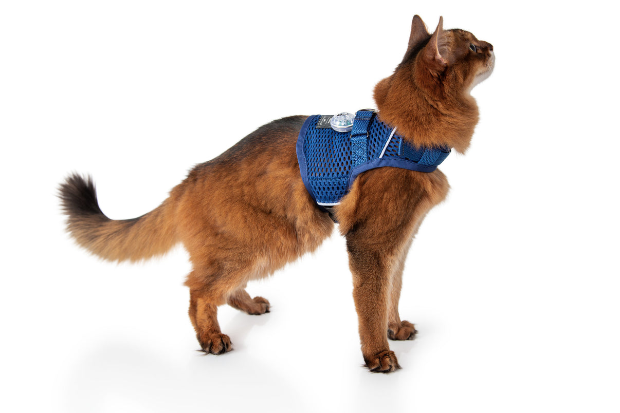 Martingale Harness Plus for cats Fear Free® Happy Homes edition