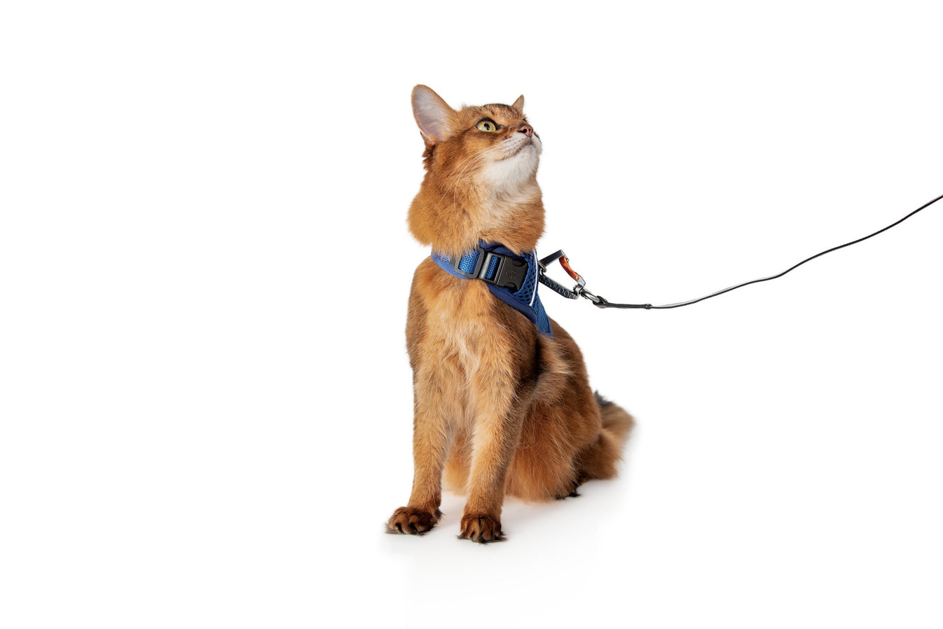 Martingale Harness Plus for cats Fear Free® Happy Homes edition