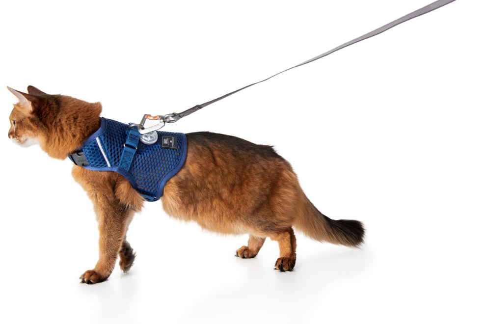 Martingale Harness Plus for cats Fear Free® Happy Homes edition