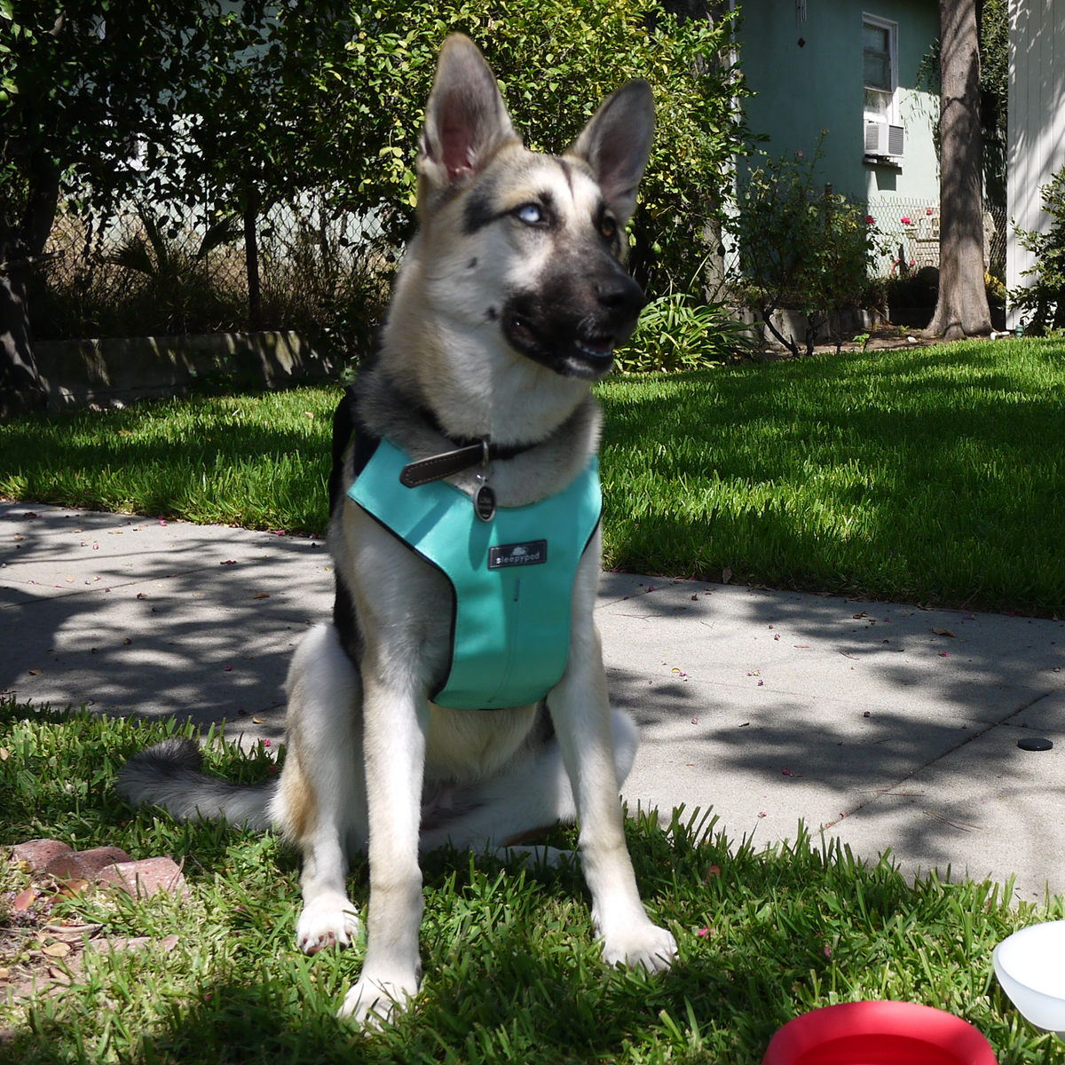 Clickit Sport Plus - Certified Dog Safety Car Harness – Sleepypod