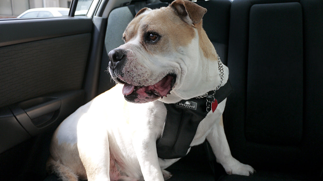 Clickit Sport Plus Certified Dog Safety Car Harness Sleepypod