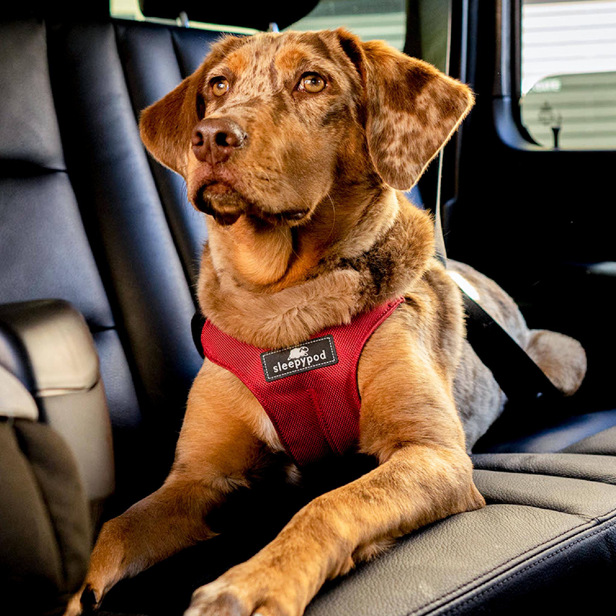 Clickit Terrain Sleepypod Clickit Sport Dog Safety Harness Clickit