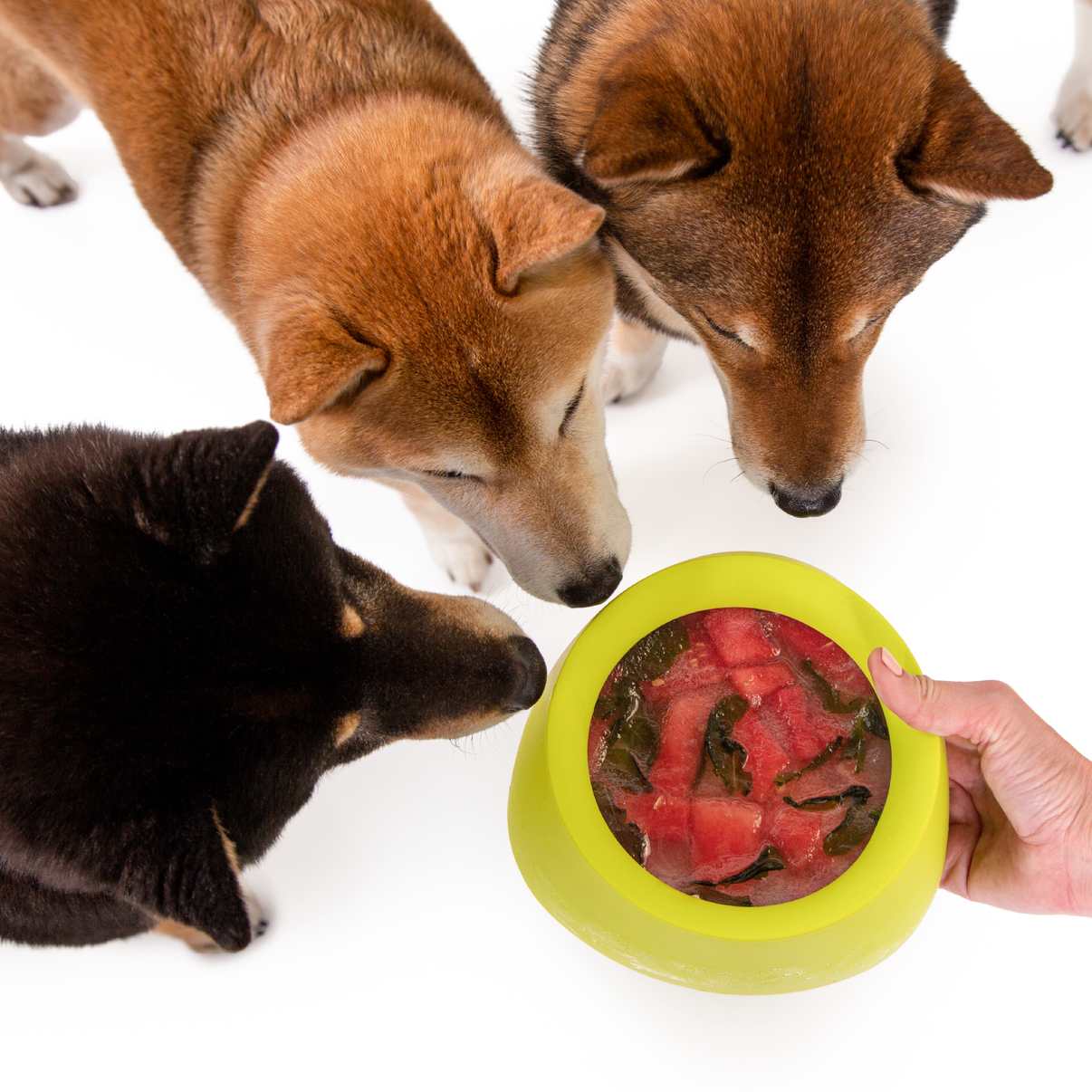 Yummy Travel Bowls Sleepypod