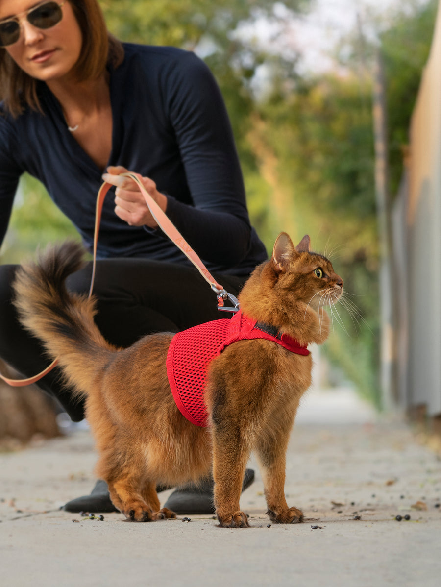 Slim Leash