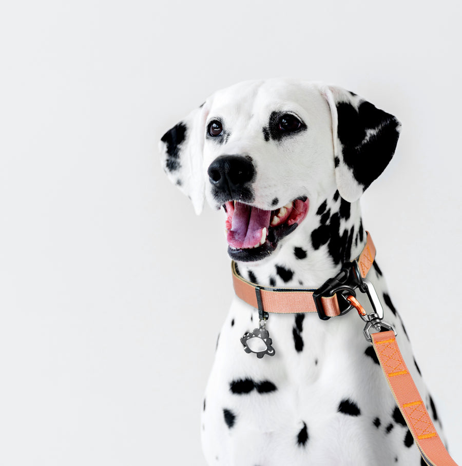 Power Collar