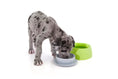 Load image into Gallery viewer, Yummy Travel Bowls
