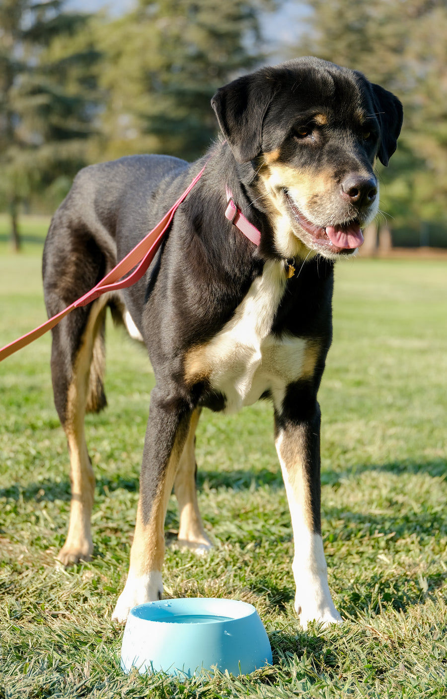 Power Collar